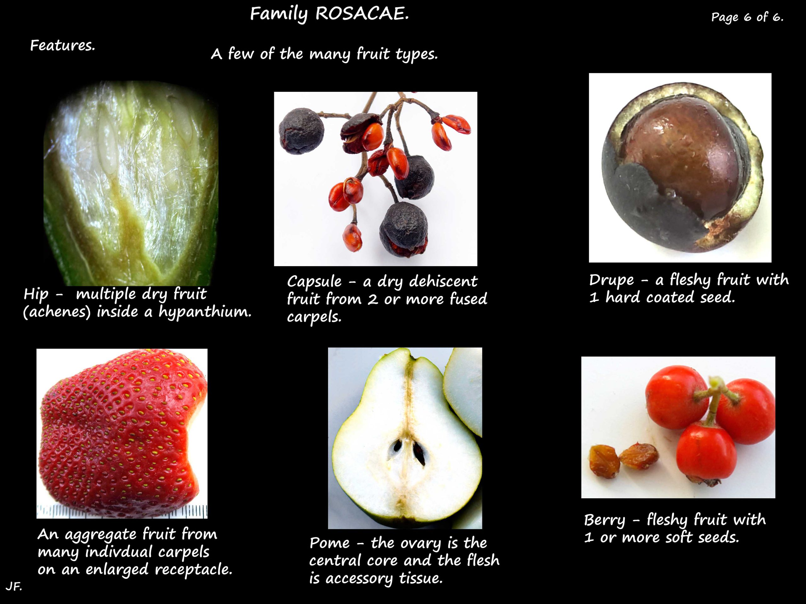 6 Rosaceae fruit types